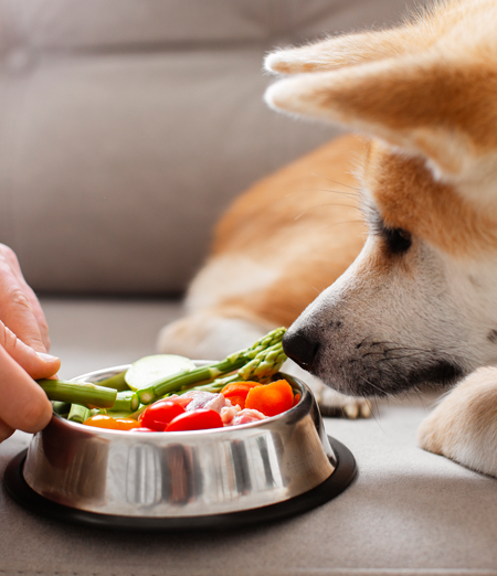 Alimentazione di un cane diabetico