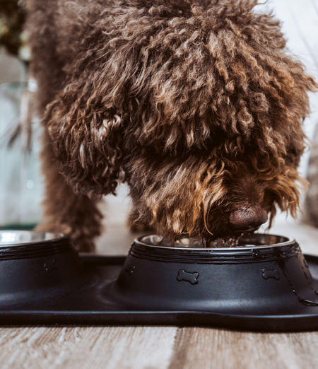 Alimentazione per un cane anziano